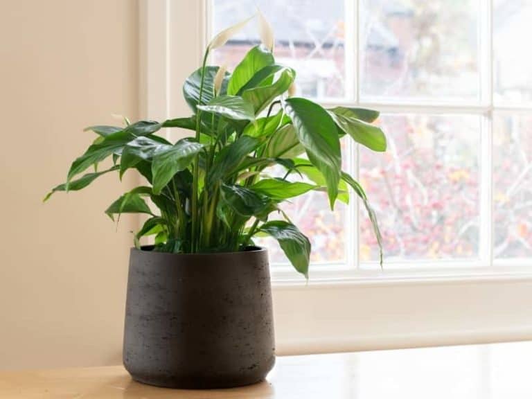 Is Peace Lily Toxic to Pet Rabbits, Cats, Dogs, or Fish? LeafyJournal