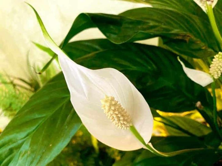 peace lily leaves have holes