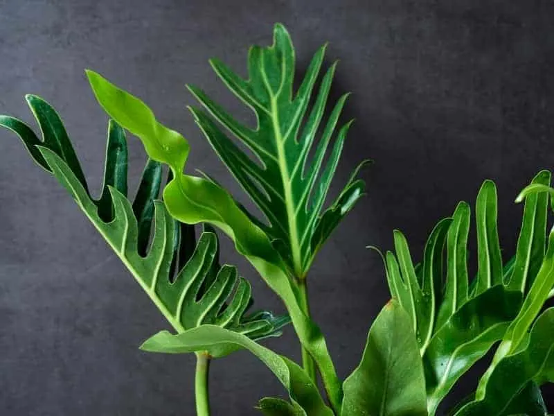 How Do You Revive a Dying Philodendron? (Helpful Tips) – LeafyJournal