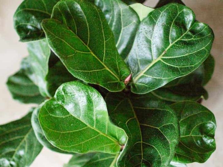 What Size Pot Does a Fiddle Leaf Fig Need? Guide) LeafyJournal