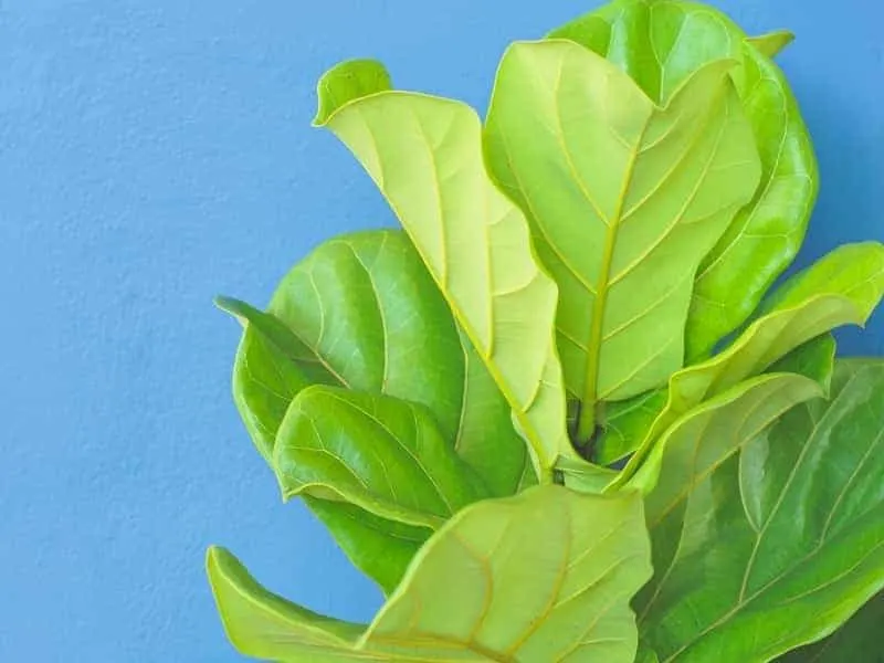 Why Is My Fiddle Leaf Fig Turning Brown Yellow Or Red LeafyJournal