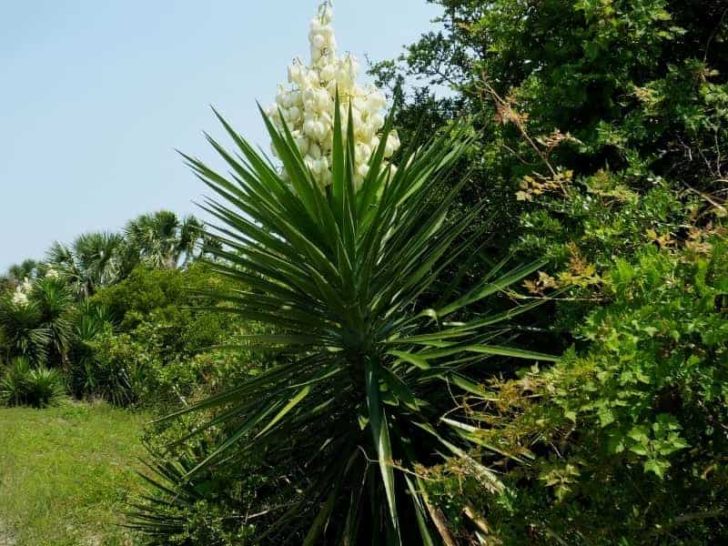 Are Yucca Roots Invasive? Do They Have Deep Roots? LeafyJournal