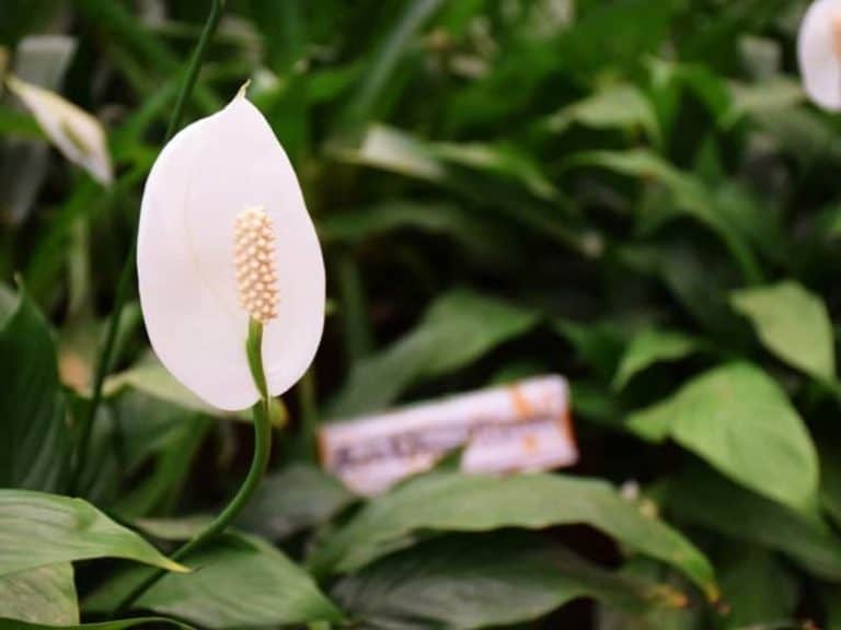Can You Use Epsom Salt & Fertilizers on Peace Lily? LeafyJournal