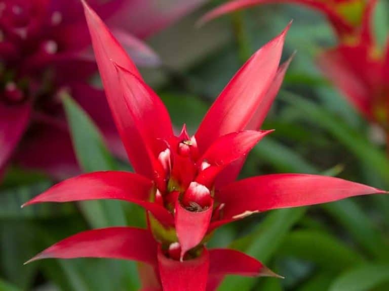 How Do You Save or Revive a Dying Bromeliad Plant? LeafyJournal