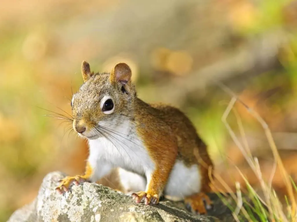 Will Mothballs Keep Squirrels Out of Flowerpots and Plants? – LeafyJournal