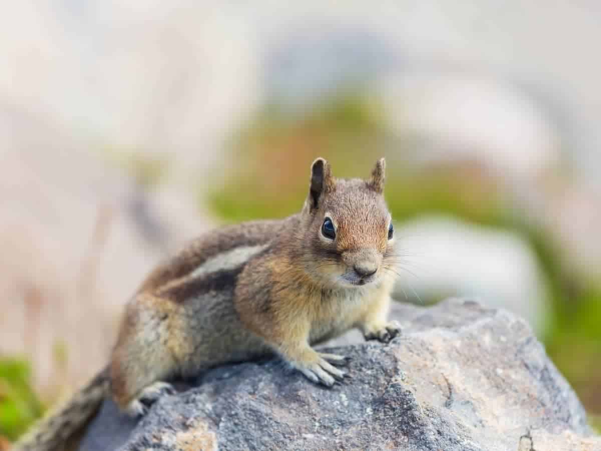 Do Chipmunks Eat Flowers? (All You Need to Know) LeafyJournal