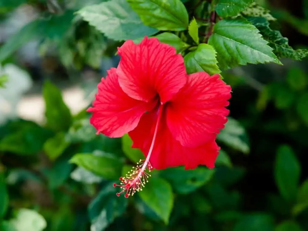 do-hibiscus-flowers-leaves-close-at-night-answered-leafyjournal