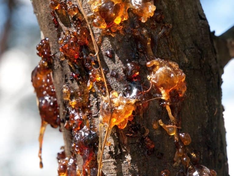 Can You Eat Tree Sap? (Pine, Cherry, Maple & More)? LeafyJournal