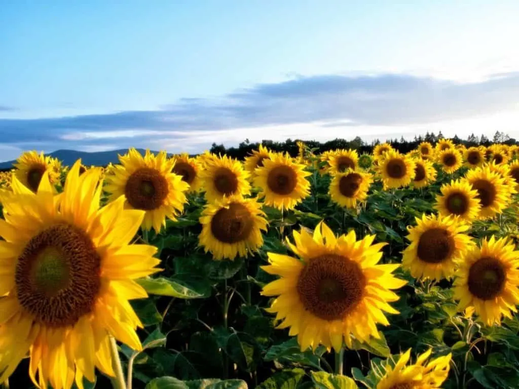 Do Sunflowers Grow Back After Cutting? (Read This First!) LeafyJournal