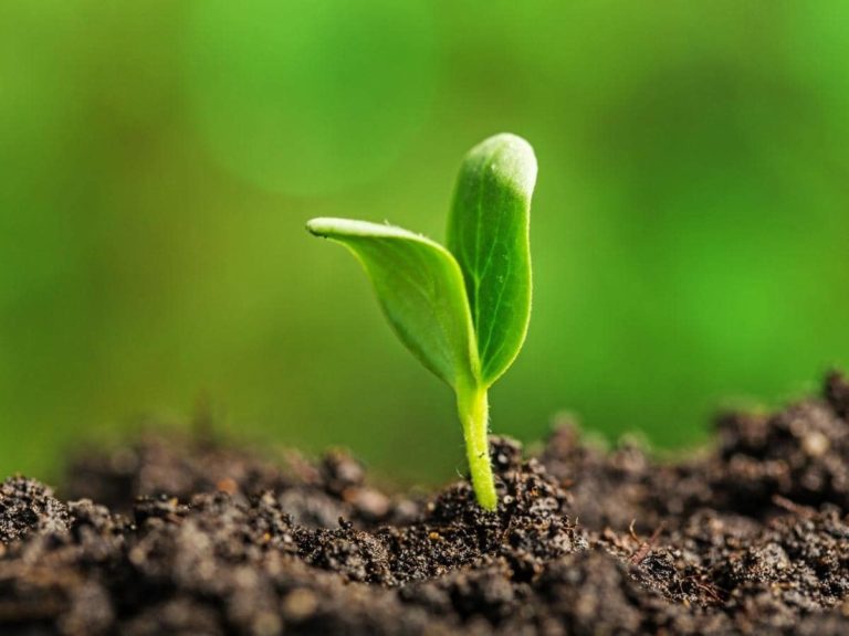 Can a Plant Survive Without Leaves? (Read This First!) LeafyJournal