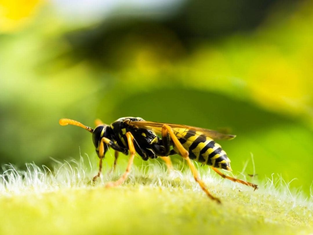 Does Wd40 Repel Wasps? (All You Need to Know) LeafyJournal