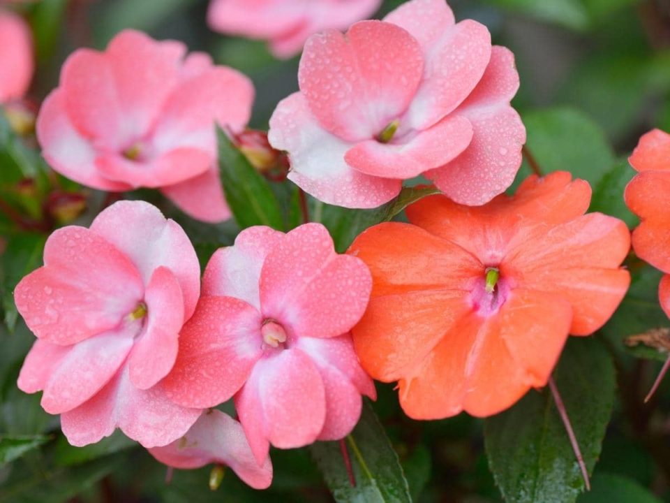 Do Deer Eat Impatiens & Sunpatiens (What About Rabbits?) LeafyJournal