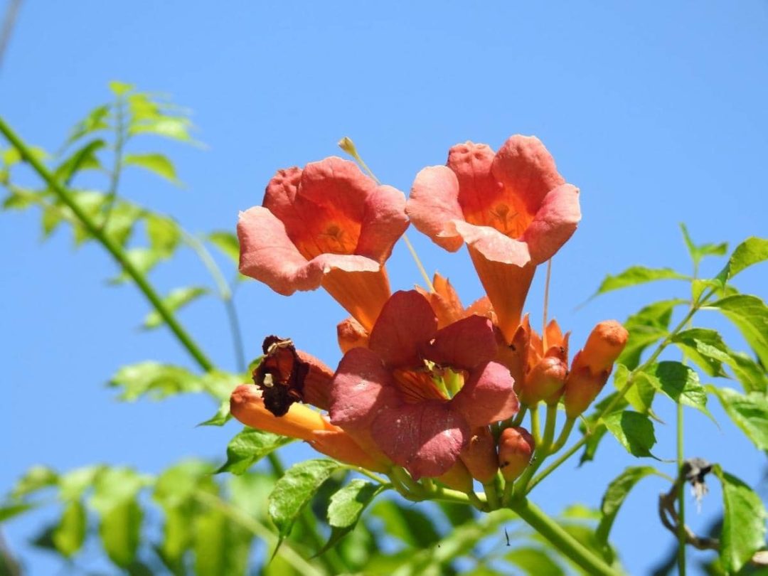 Are Trumpet Vines Poisonous to Dogs, Cats & Other Animals? LeafyJournal