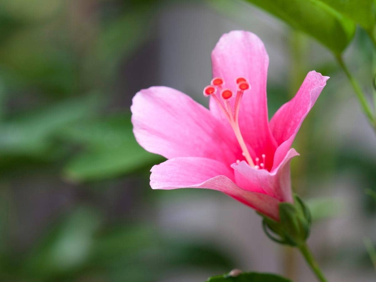 How Long Do Hibiscus Blooms Last? (All You Need to Know) LeafyJournal