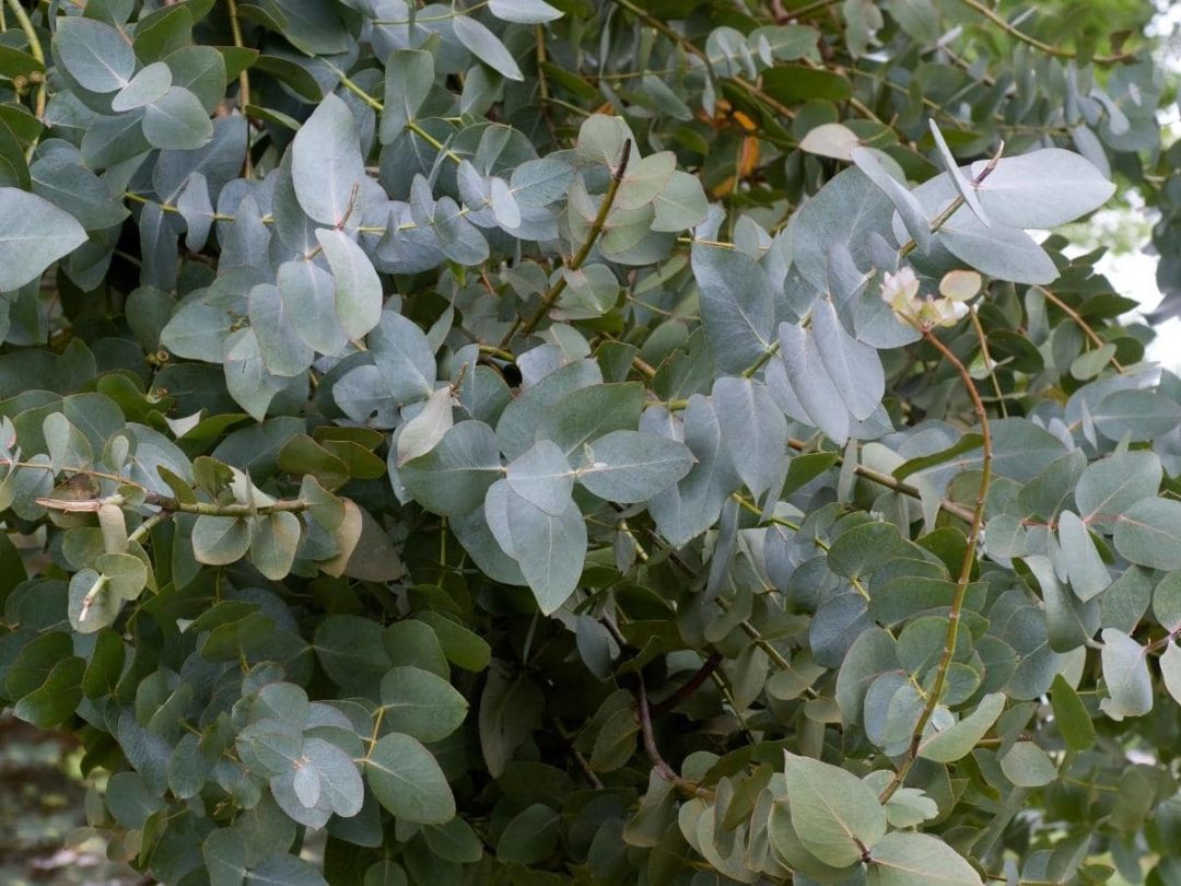 does eucalyptus need to be in water