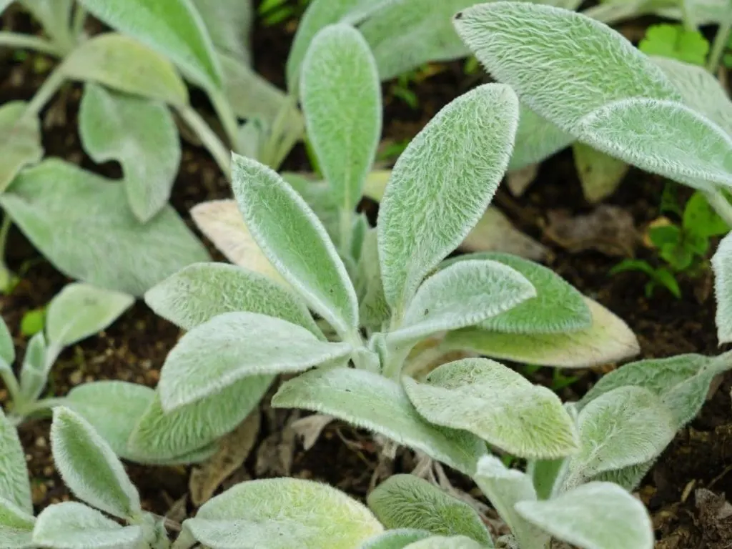 Lamb’s Ear Vs Mullein Are They Different or Same Plants? LeafyJournal