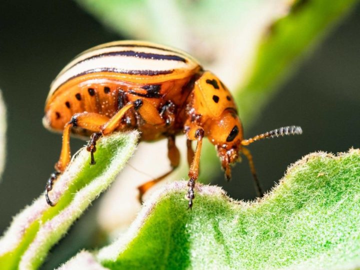 Are Potato Bugs Poisonous? Do Potato Bugs Bite? (Answered) LeafyJournal