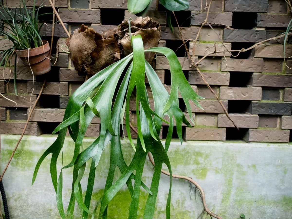Why Are Staghorn Ferns So Expensive? How Much Do They Cost? LeafyJournal