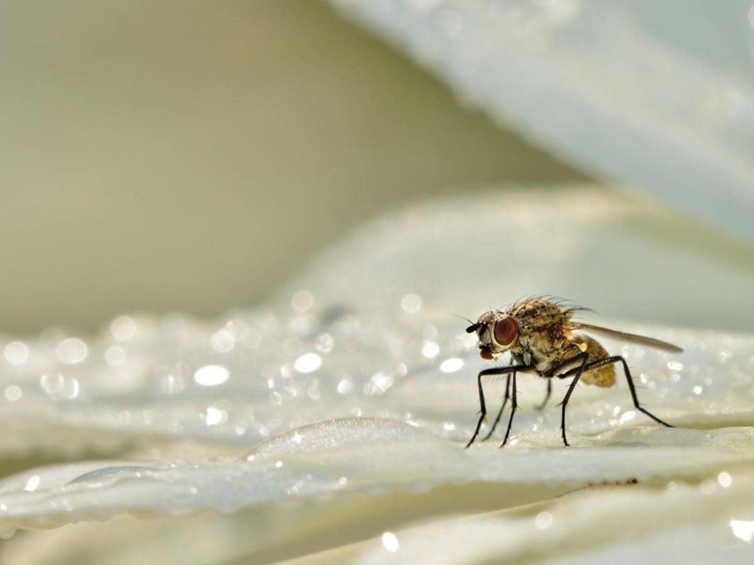 Are Gnats Baby Flies? (All You Need to Know) LeafyJournal