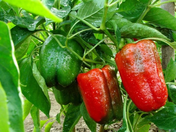 Do Peppers Like Acidic Soil? (All You Need to Know) LeafyJournal