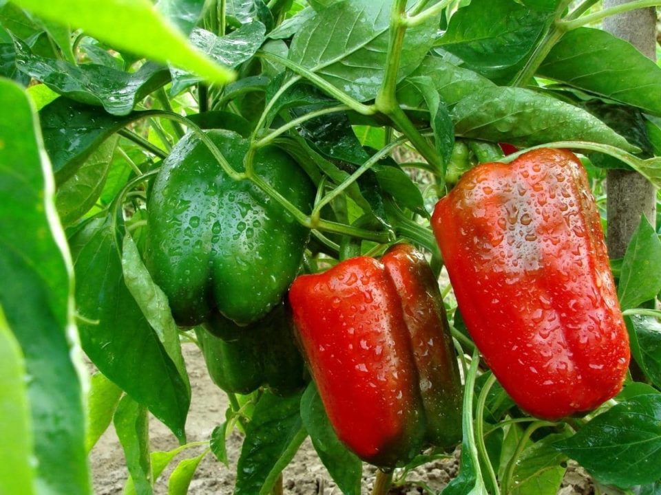 Do Peppers Like Acidic Soil? (All You Need to Know) – LeafyJournal