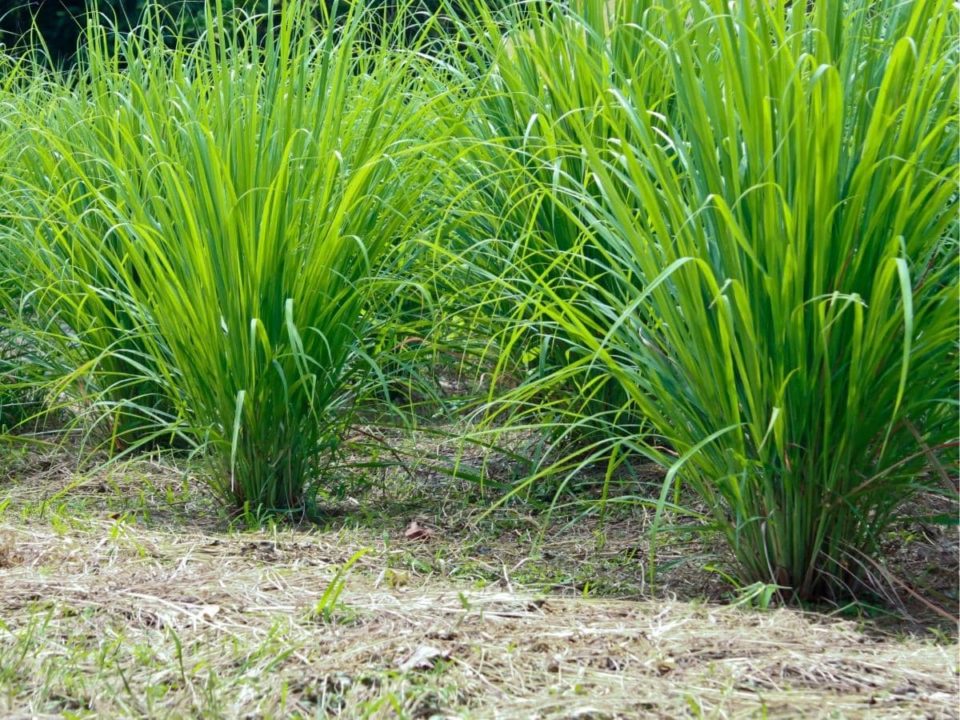 Do Lemongrass Come Back Every Year? Is It a Perennial? LeafyJournal