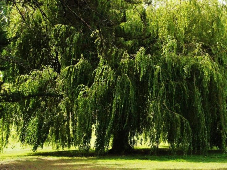 Do Weeping Willows Lose Their Leaves? (Read This First!) LeafyJournal