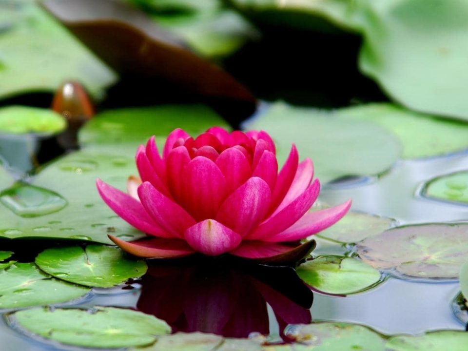 Can You Eat Lotus (Flowers, Root, Seeds & Leaf)? LeafyJournal