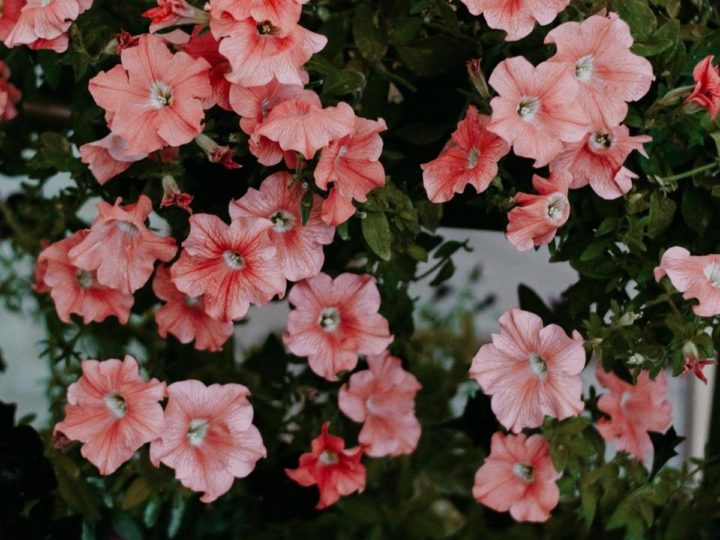 Why Are My Petunias Sticky? (Explained) LeafyJournal