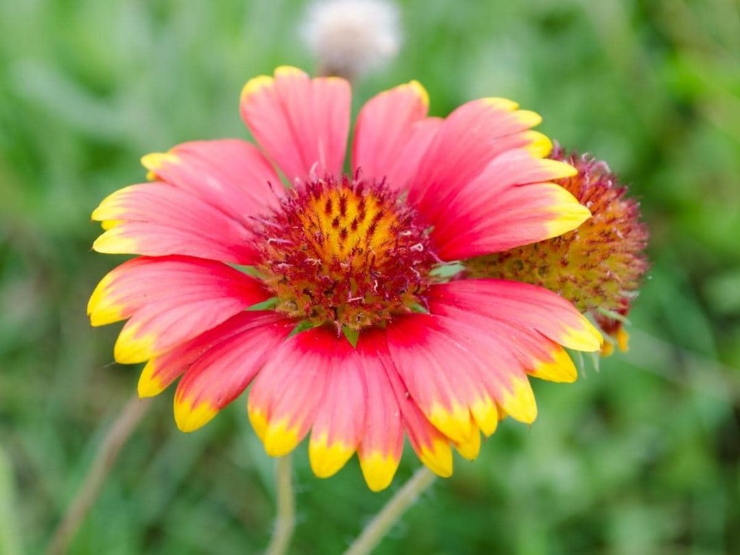 Do Slugs and Snails Eat Zinnias? (Read This First!) LeafyJournal
