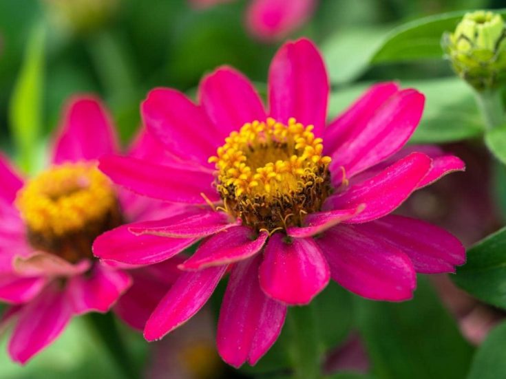 Are Zinnias Poisonous to Dogs? (All You Need to Know) LeafyJournal