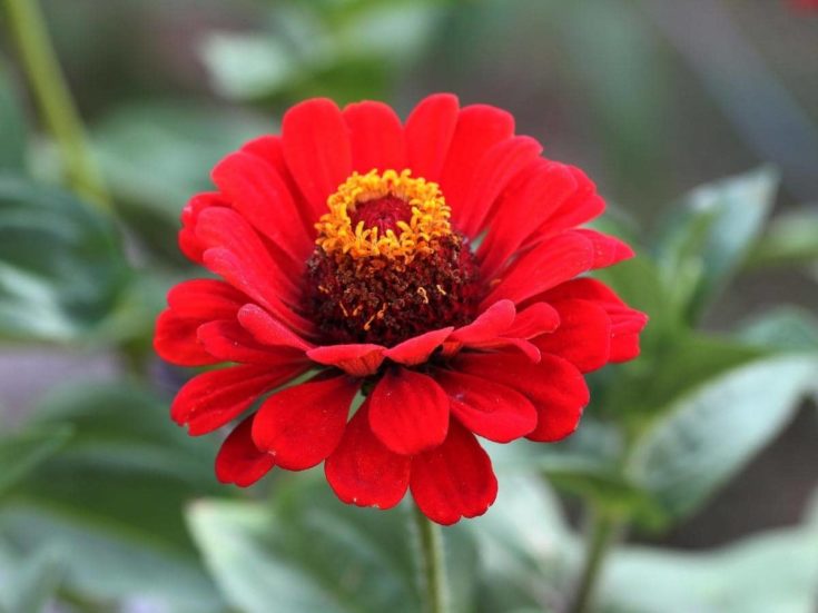 Are Zinnias Edible? (Humans and Other Animals) LeafyJournal