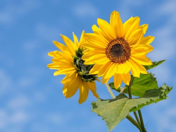 Can You Regrow Cut Sunflowers? (Answered) LeafyJournal