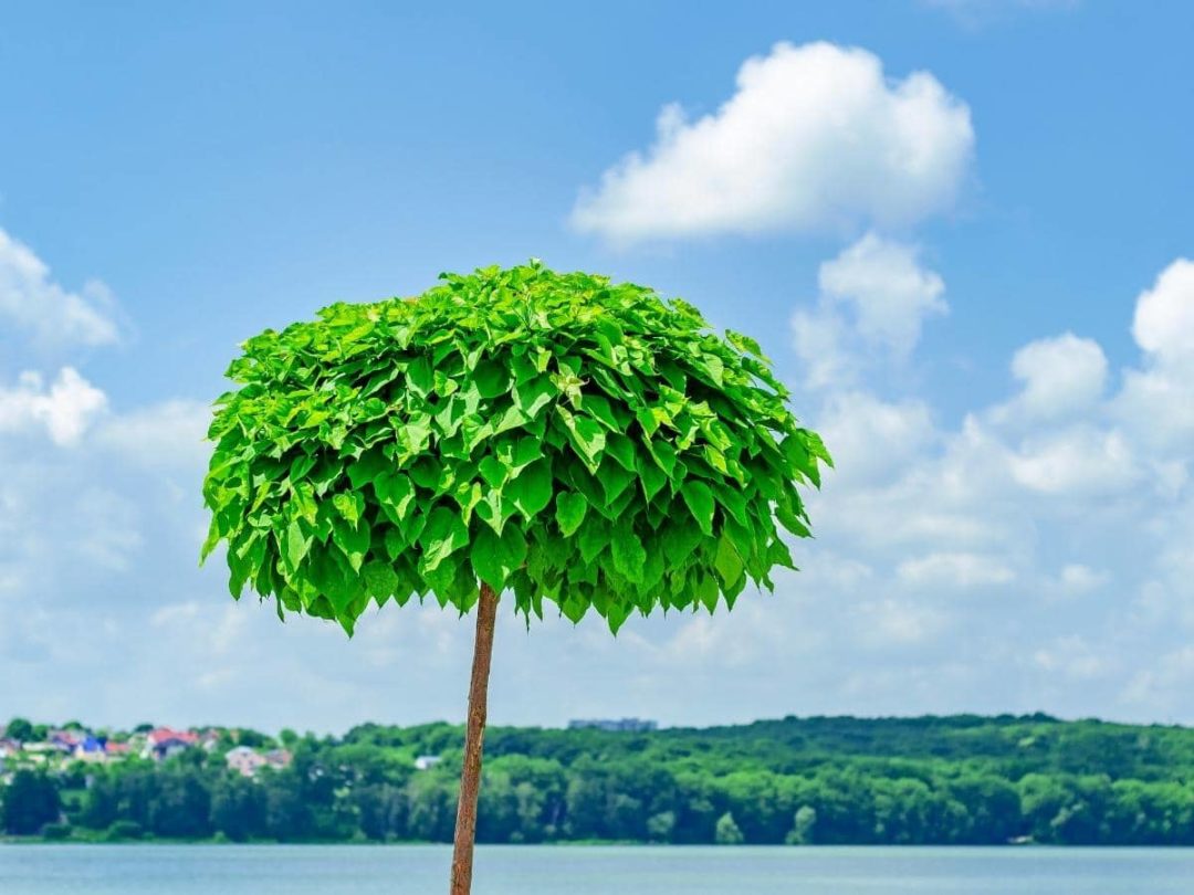 How Fast Do Catalpa Trees Grow? (Quick Answers) LeafyJournal