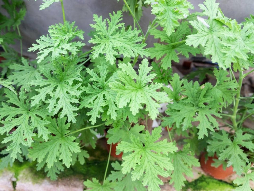 Do Citronella Come Back Every Year? Is It Perennial? LeafyJournal