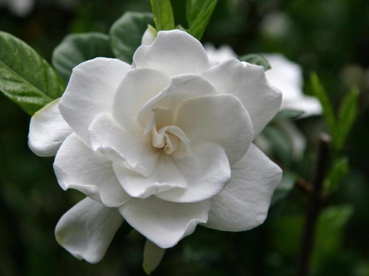 Do Gardenias Like Coffee Grounds? (Read This First!) LeafyJournal