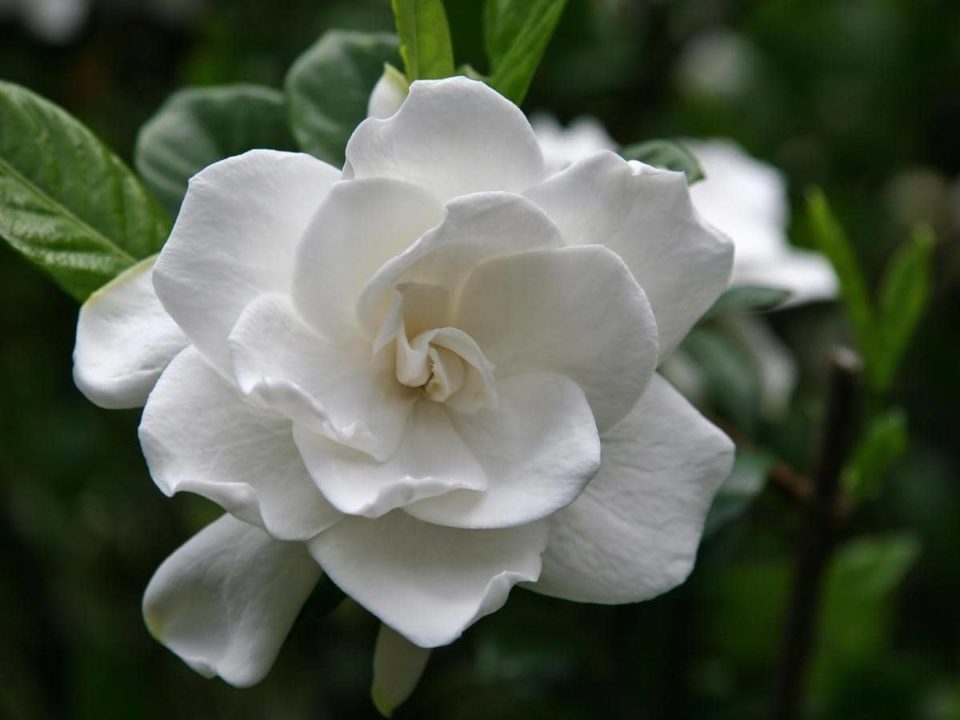 Do Gardenias Like Coffee Grounds? (Read This First!) LeafyJournal