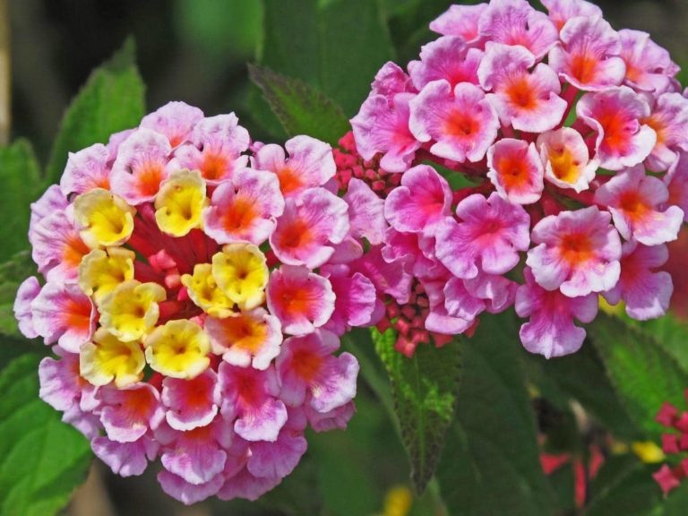 Do Deer and Rabbits Eat Lantana? (Quick Answers) LeafyJournal