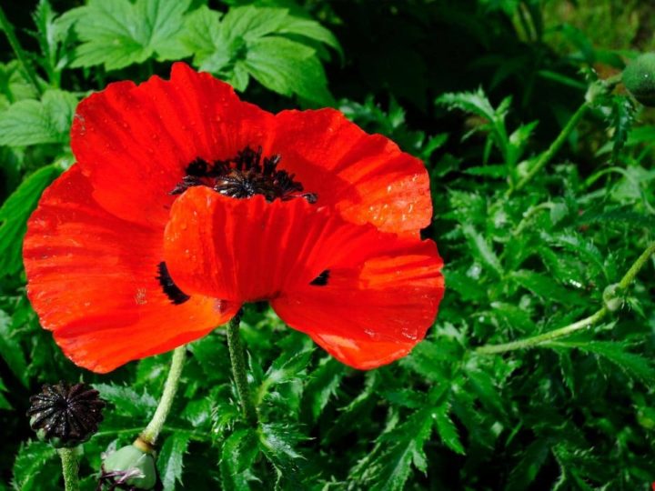 How Long Do Poppies Bloom? (Quick Answers) - LeafyJournal
