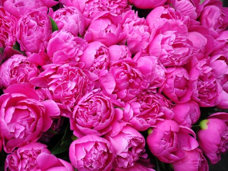 What colors do peonies come in all you need to know leafyjournal