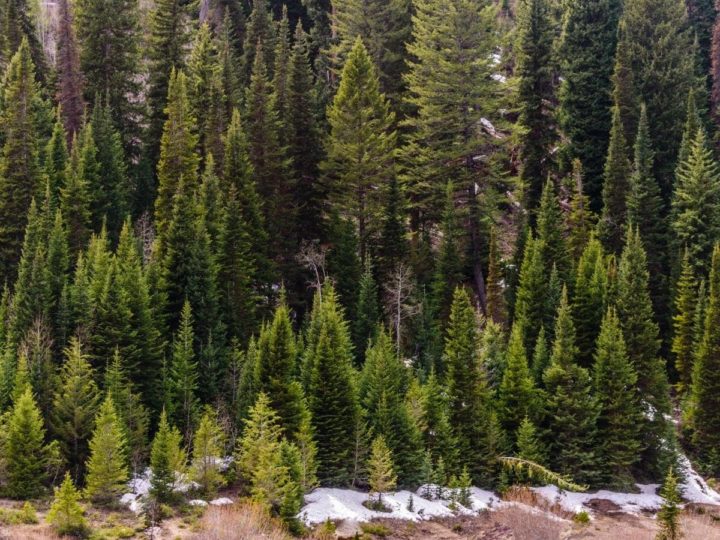 How Tall Do Pine Trees Get? (Read This First!) LeafyJournal