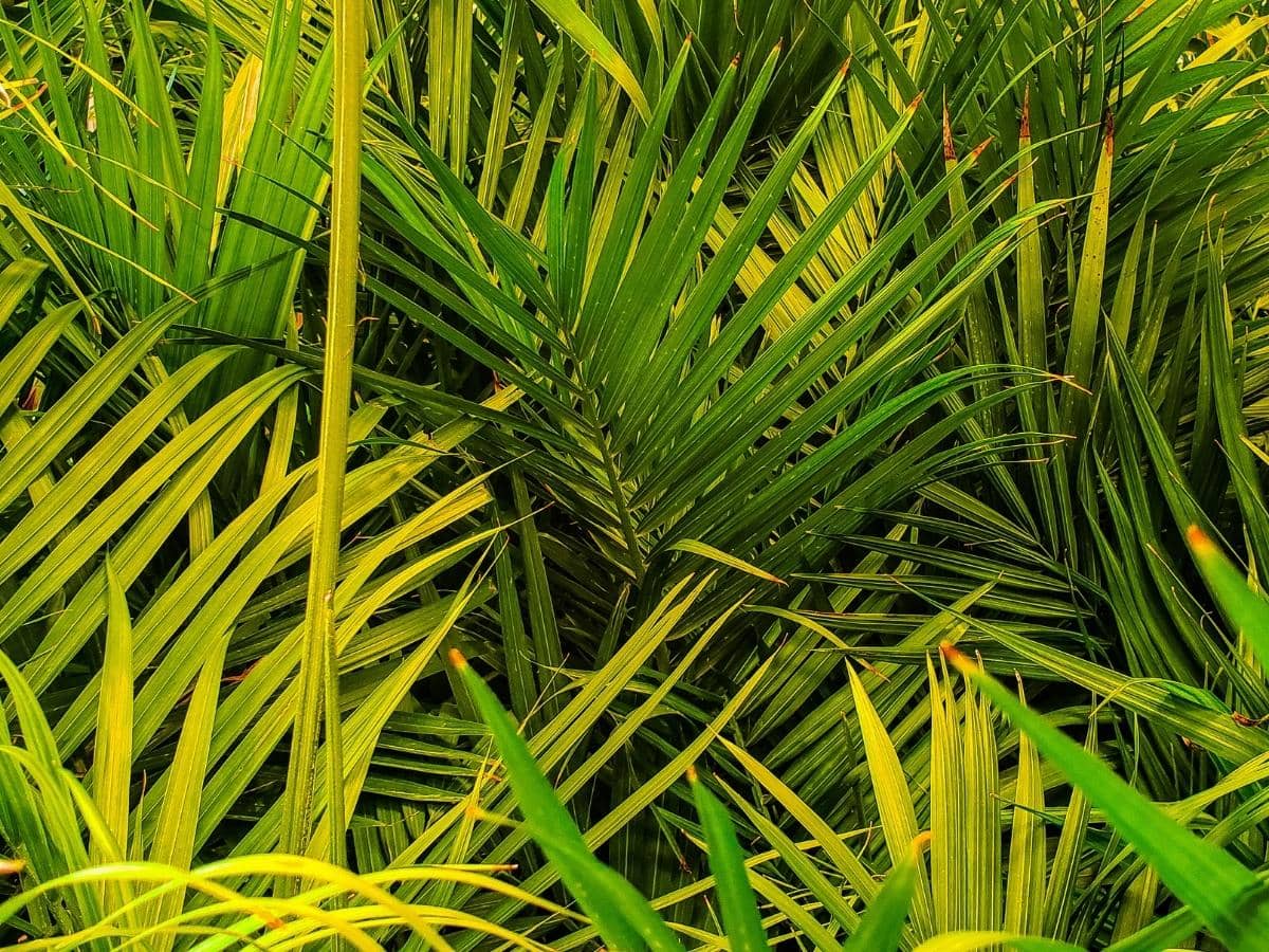 How Often Should You Water Majesty Palm? (Answered