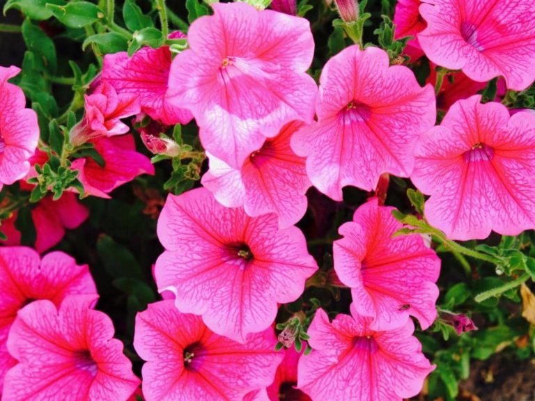 Do Petunias Like Sun or Shade? (Quick Answers) LeafyJournal