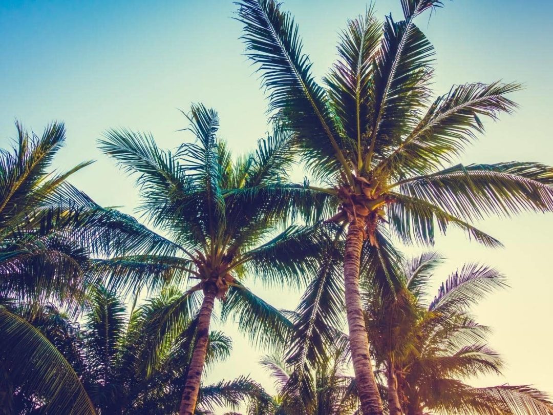 Do Palm Trees Grow Coconuts? (All You Need to Know) LeafyJournal