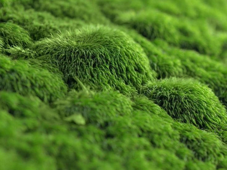 How Fast Does Moss Grow? (All You Need to Know) LeafyJournal