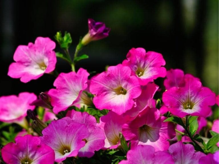 Do Petunias Attract Hummingbirds? (Quick Answers) LeafyJournal