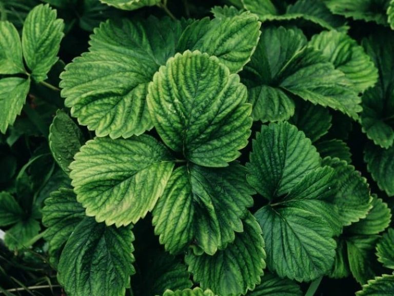 Why Are There Holes in My Strawberry Leaves? (Explained) LeafyJournal