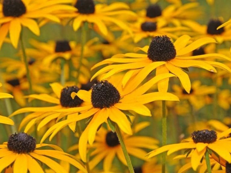 Do Black Eyed Susans Come Back Every Year? (Explained) LeafyJournal