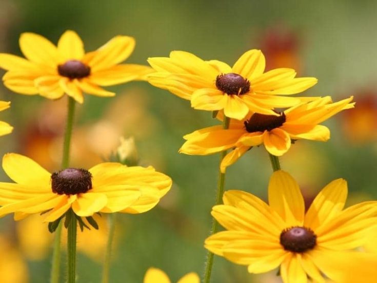 Do Black Eyed Susans Come Back Every Year? (Explained) LeafyJournal