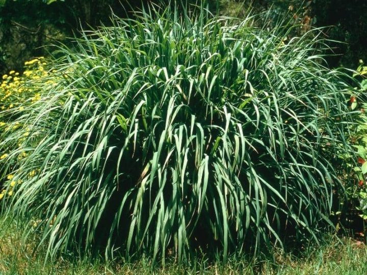 Does Lemon & Lemongrass Repel Roaches? (Answered) LeafyJournal